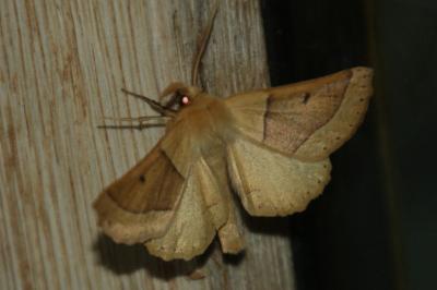 Crocallis elinguaria