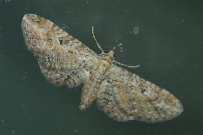 Eupithécie de la Millefeuille 