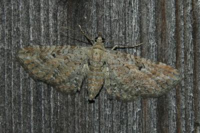 Eupithécie de la Millefeuille 