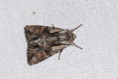 Noctuelle du Millepertuis 