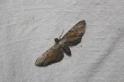 Eupithécie frappée  (<i>Eupithecia icterata</i>)