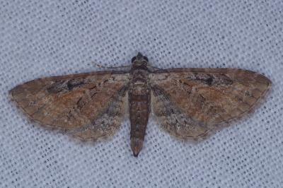 Eupithecia icterata