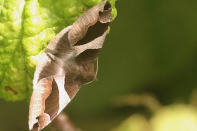 Passagère  (<i>Dysgonia algira</i>)