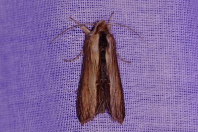 Cucullia verbasci