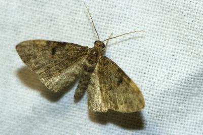Eupithecia tantillaria