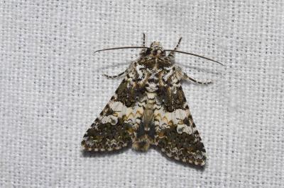 Noctuelle de l'Oeillet  (<i>Hadena compta</i>)