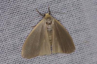 Lithosie grise (La) (<i>Collita griseola</i>)
