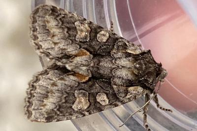 Griposie chatoyante  (<i>Dichonia convergens</i>)