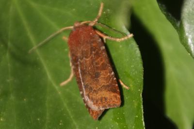 Orrhodie ligulée  (<i>Conistra ligula</i>)