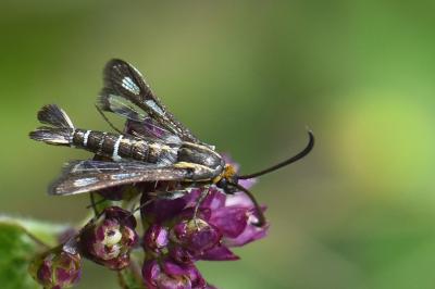Sésie de l'Origan  (<i>Chamaesphecia aerifrons</i>)