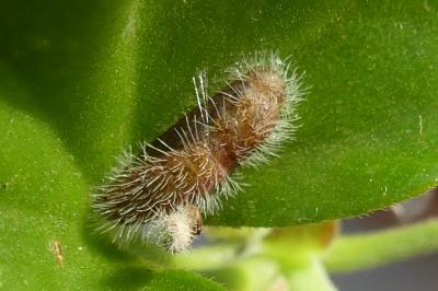 Brun du pélargonium 