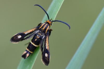 Sésie du Millepertuis 