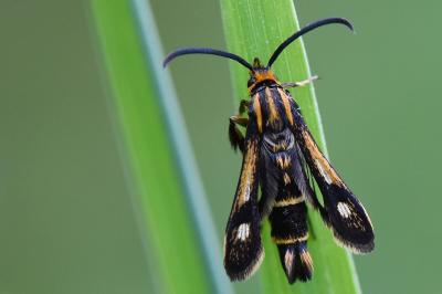 Sésie du Millepertuis 