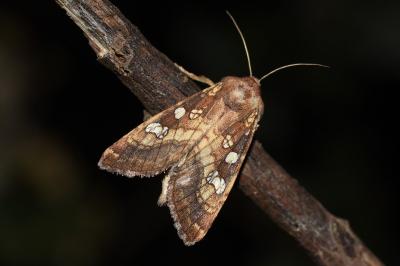 Noctuelle des Peucédans 