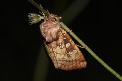 Noctuelle des Peucédans 