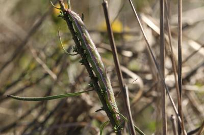 Cucullie de la Linosyride 