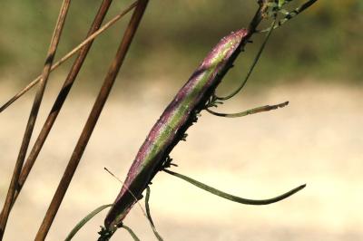 Cucullie de la Linosyride 