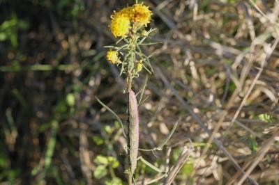 Cucullie de la Linosyride 