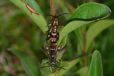 Sésie du Millepertuis 