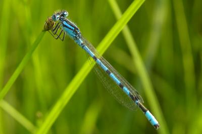 Agrion porte-coupe