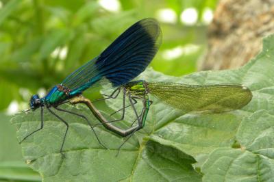 Caloptéryx éclatant (<i>Calopteryx splendens</i>)