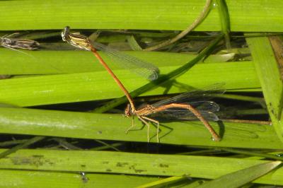 Agrion orangé