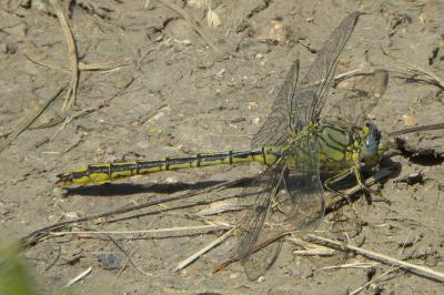 Gomphe joli  (<i>Gomphus pulchellus</i>)