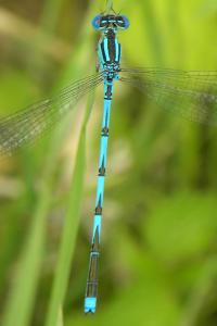 Agrion de Vander Linden