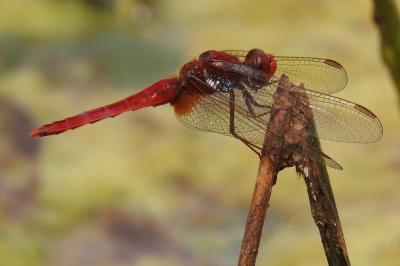 Crocothémis écarlate  (<i>Crocothemis erythraea</i>)