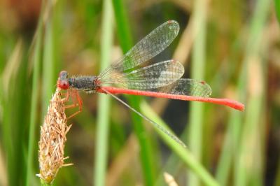 Agrion délicat