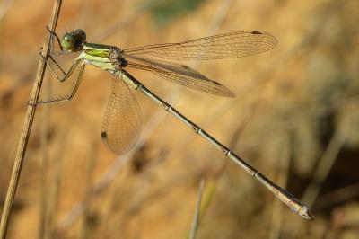 Leste sauvage (<i>Lestes barbarus</i>)