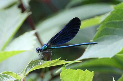 Caloptéryx vierge (<i>Calopteryx virgo</i>)
