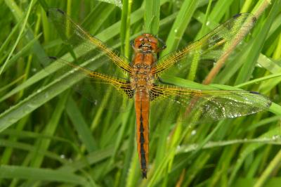 Libellule fauve  (<i>Libellula fulva</i>)