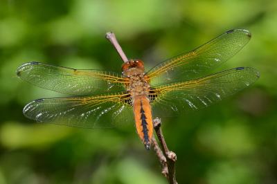 Libellule fauve  (<i>Libellula fulva</i>)