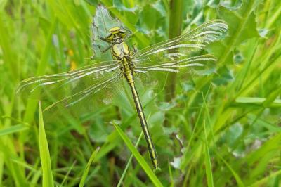 Gomphe joli  (<i>Gomphus pulchellus</i>)