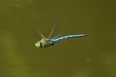 Anax imperator