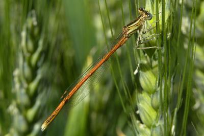 Agrion orangé (<i>Platycnemis acutipennis</i>)