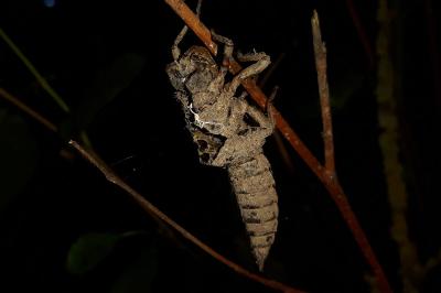 Cordulégastre annelé  (<i>Cordulegaster boltonii</i>)