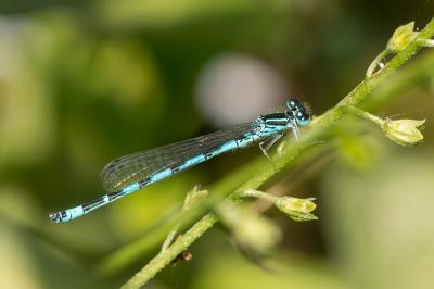Agrion de Mercure