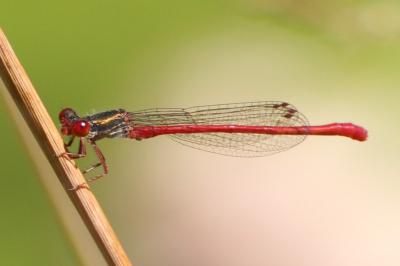 Agrion délicat
