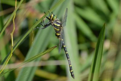 Cordulégastre annelé  (<i>Cordulegaster boltonii</i>)