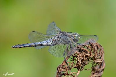Orthétrum réticulé  (<i>Orthetrum cancellatum</i>)