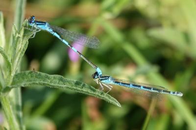 Agrion mignon 