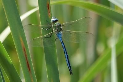 Anax empereur 