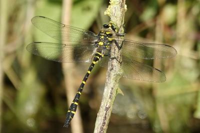 Cordulégastre annelé  (<i>Cordulegaster boltonii</i>)