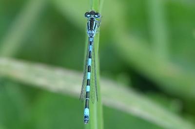 Coenagrion mercuriale