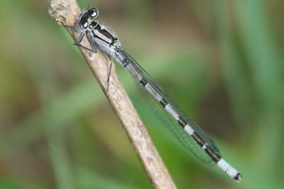 Agrion porte-coupe