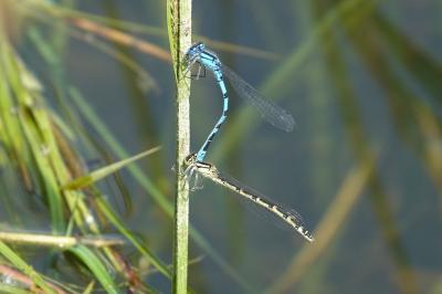 Agrion porte-coupe