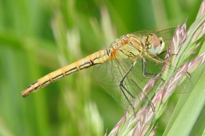 Sympétrum de Fonscolombe  (<i>Sympetrum fonscolombii</i>)