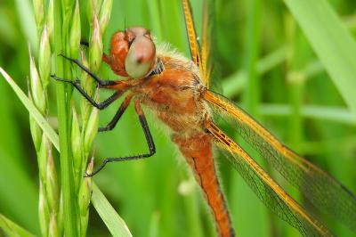 Libellule fauve 